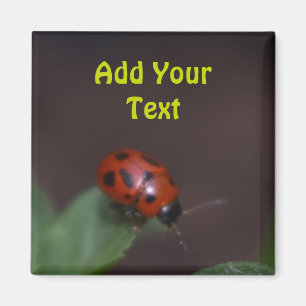 Imã Ladybug em Flores