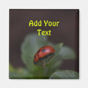 Imã Ladybug em Flores