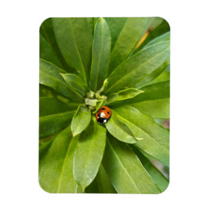 Ímã Ladybug em Flores