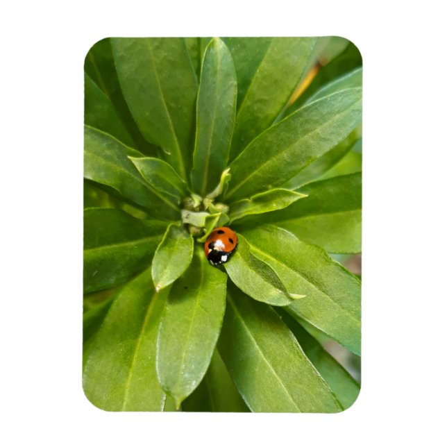 Ímã Ladybug em Flores (Vertical)
