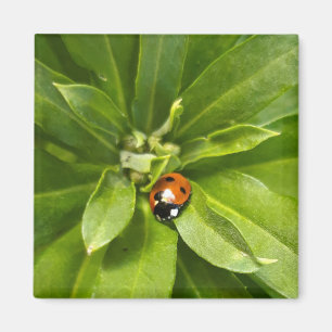 Imã Ladybug em Flores