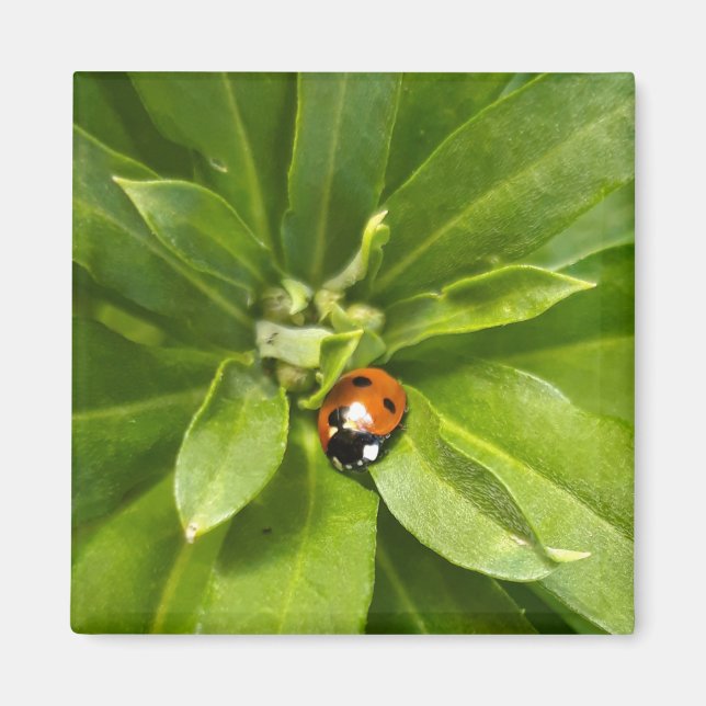 Imã Ladybug em Flores (Frente)