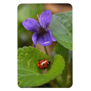 Ímã Ladybug em Flores de Violeta Doce