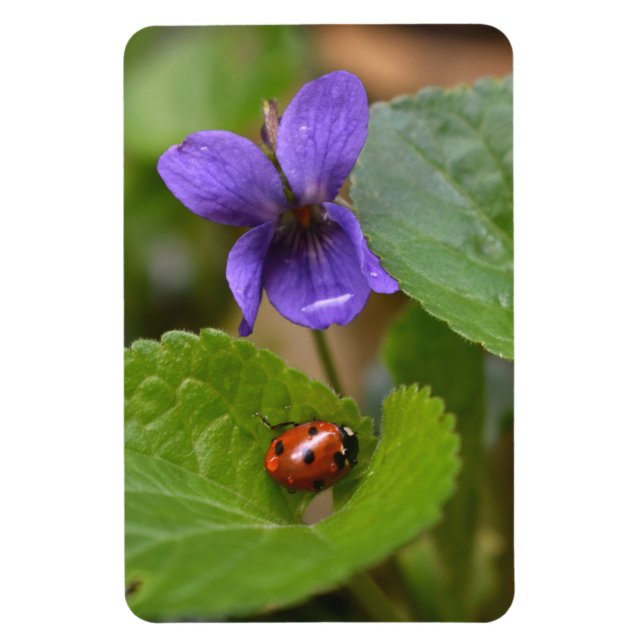 Ímã Ladybug em Flores de Violeta Doce (Vertical)