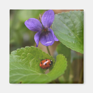 Imã Ladybug em Flores de Violeta Doce