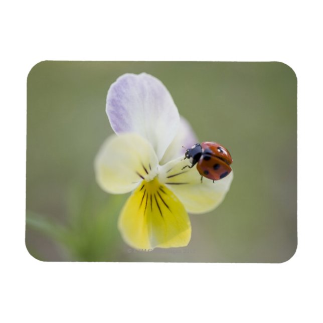 Ímã Ladybug em pansy, Biei, Hokkaido, Japão (Horizontal)