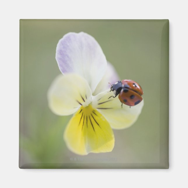 Imã Ladybug em pansy, Biei, Hokkaido, Japão (Frente)