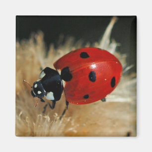 Imã Ladybug - ímã Lady Beetles