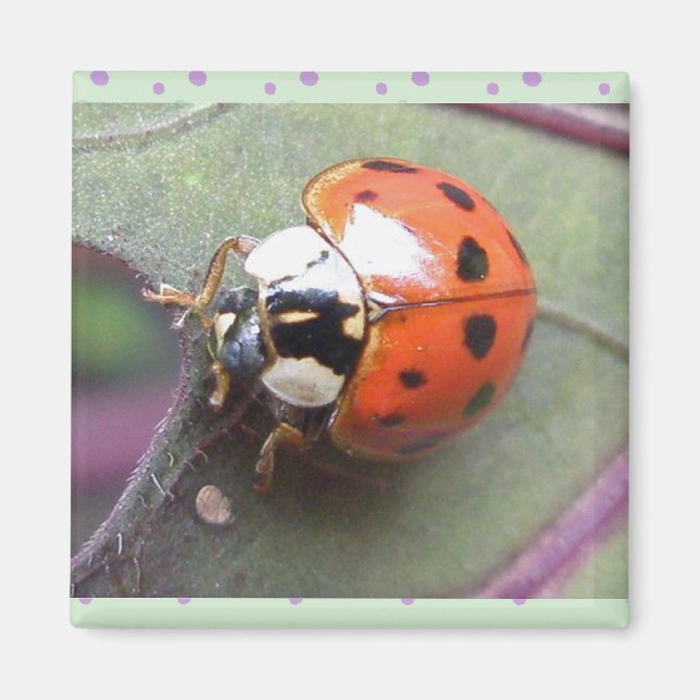 Imã Ladybug Magnet (Frente)