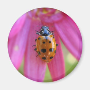 Imã Ladybug Magnet