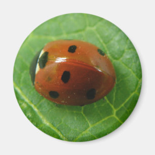 Imã Ladybug Magnet