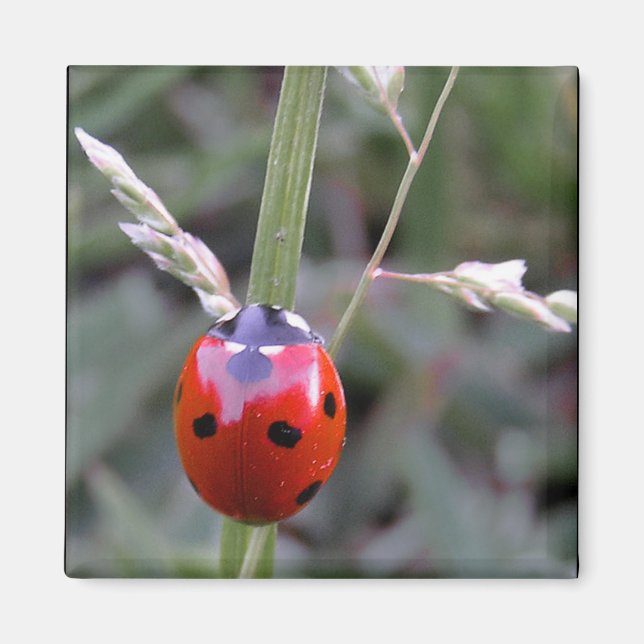 Imã Ladybug Magnet (Frente)