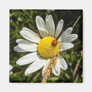 Imã Ladybug na Daisy