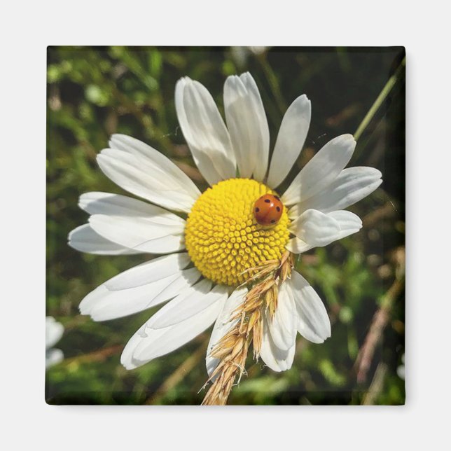 Imã Ladybug na Daisy (Frente)