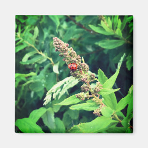 Imã Ladybug na Primavera