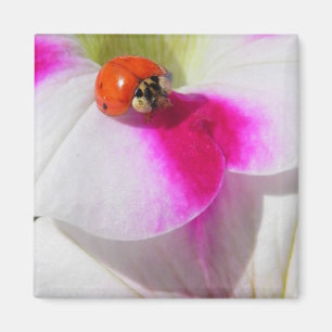 Imã Ladybug no Magnet da petúnia