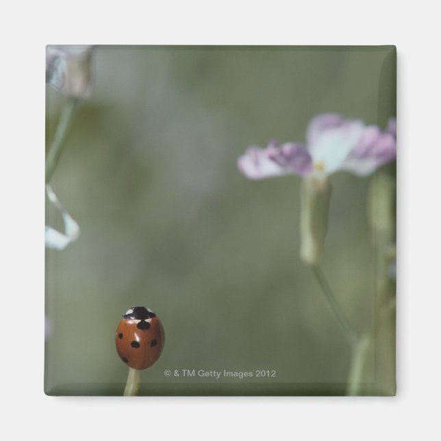 Imã Ladybug no Stem (Frente)
