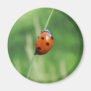 Imã Ladybug numa folha de grama Magnet