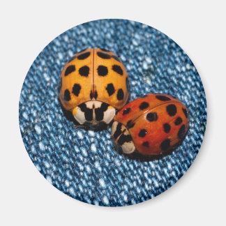Imã Ladybug Pair