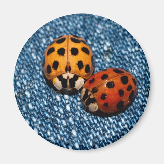Imã Ladybug Pair (Frente)