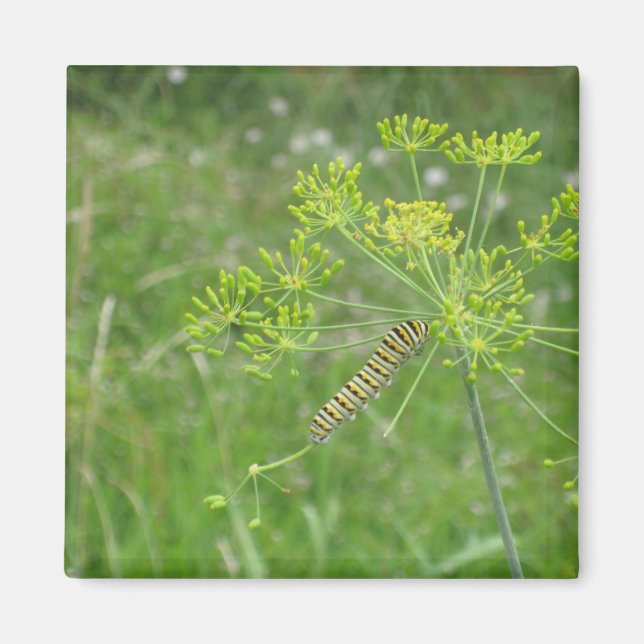 Imã Lagarta (Frente)