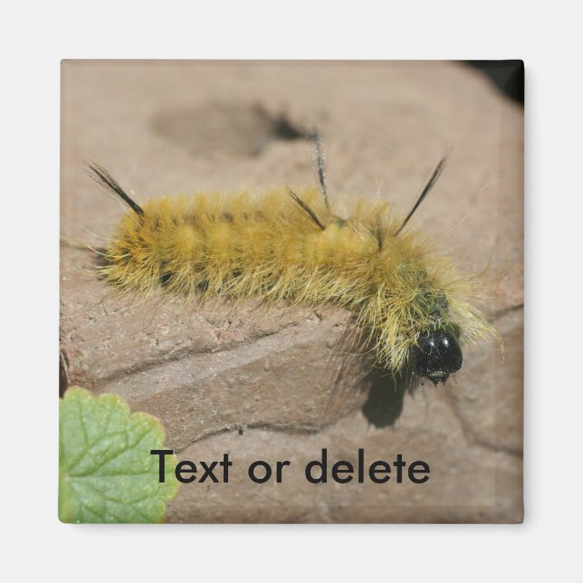 Imã Lagarta da Mariposa Adaga Natureza Personalizada (Frente)