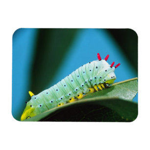 Ímã Lagarta da Mariposa Prometeu, Callosamia
