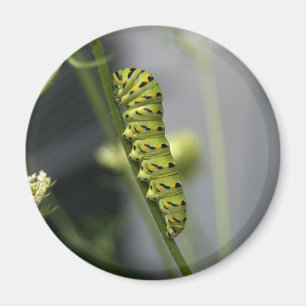 Imã Lagarta-do-mato-preto (parasita) em Dil