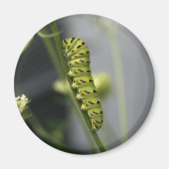 Imã Lagarta-do-mato-preto (parasita) em Dil (Frente)