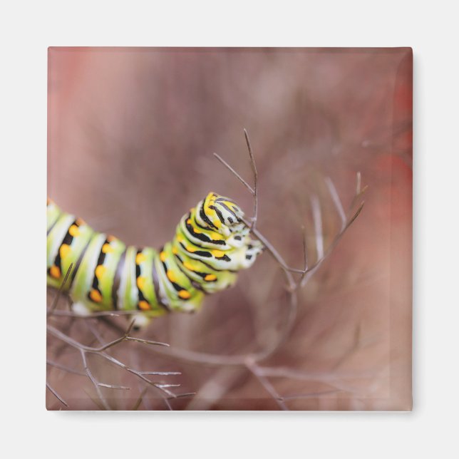 Imã Lagarta Muito Faminta (Frente)