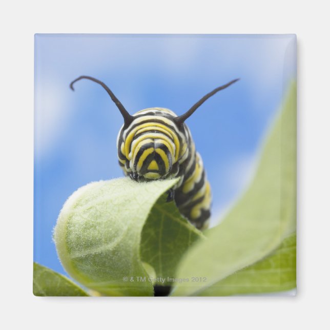 Imã Lagarta negra e amarela (Frente)