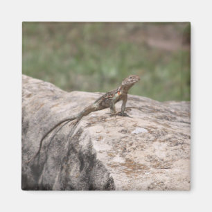 Imã Lagarto