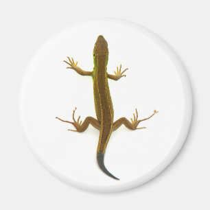 Imã lagarto
