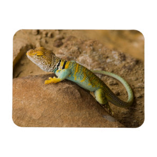 Ímã Lagarto-de-colar