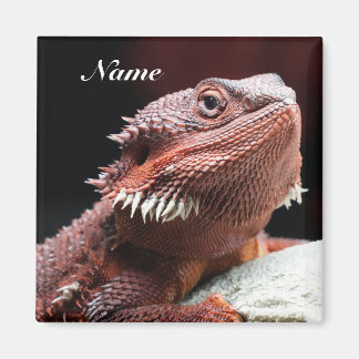 Imã Lagarto Dragão Barbudo Vermelho Adulto Personaliza