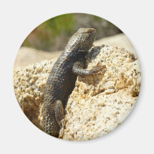 Imã Lagarto Espinhoso de Dorso Amarelo em Joshua Tree