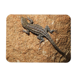 Ímã Lagarto na rocha