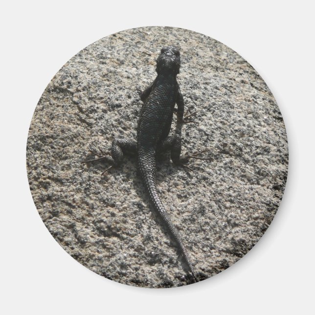 Imã Lagarto Preto (Frente)