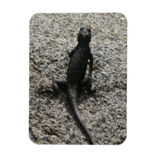 Ímã Lagarto Preto