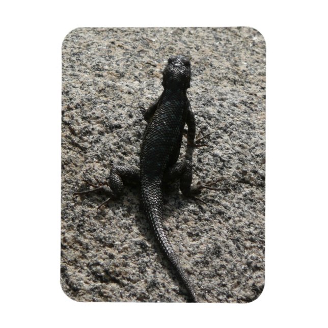 Ímã Lagarto Preto (Vertical)