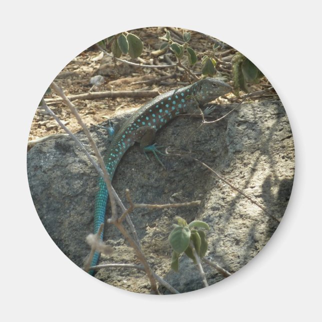 Imã Lagarto Rabo-de-Lagartixa de Aruba Fotografia de A (Frente)
