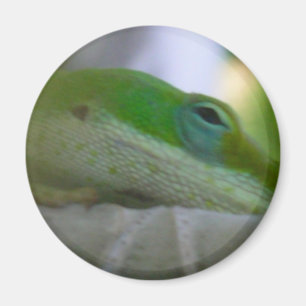 Imã Lagarto verde de Anole
