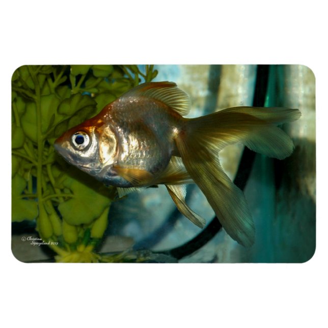 Ímã Lagostins de Ryukin - Premium Flexi Magnet (Horizontal)