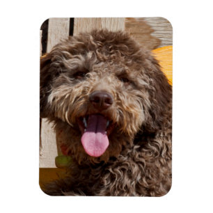 Ímã Lagotto Romagnolo Deitado Em Uma Bancada De Madeir