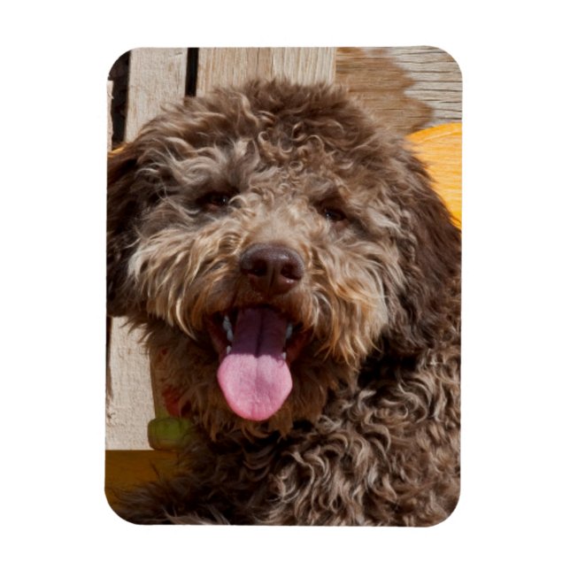 Ímã Lagotto Romagnolo Deitado Em Uma Bancada De Madeir (Vertical)