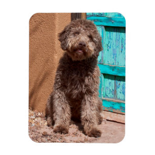 Ímã Lagotto Romagnolo que espera por uma porta azul