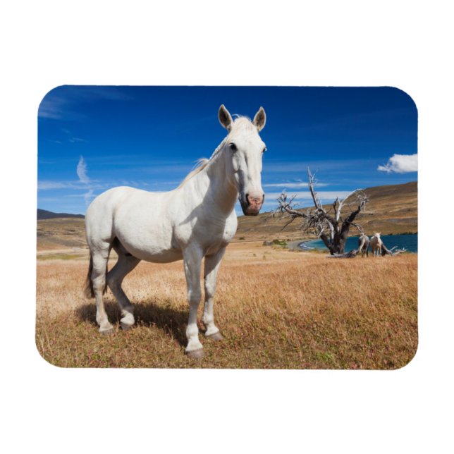Ímã Laguna Azul, paisagem com cavalos (Horizontal)