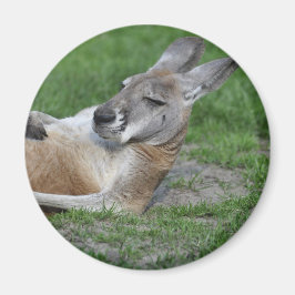 Imã Laid-back Kangaroo