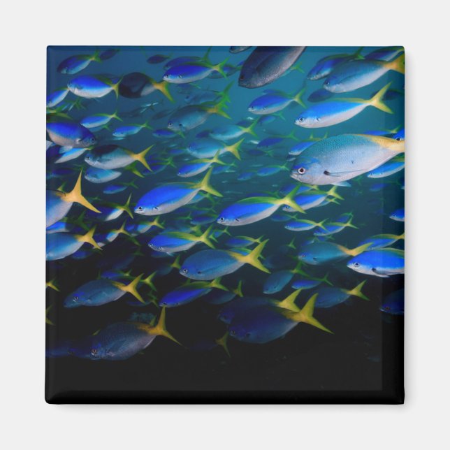 Imã Laja Ampat Underwater 5 (Frente)