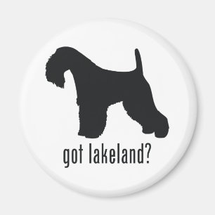 Imã Lakeland Terrier